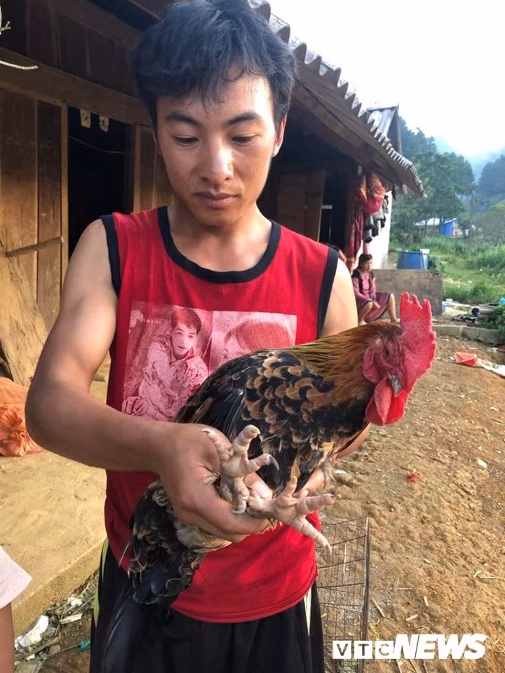 "Gà 9 cựa" biến đổi giới tính ở Sơn La với lời đồn "ma ám" - Hình 2 Tráng A Tráng và chú gà quý.