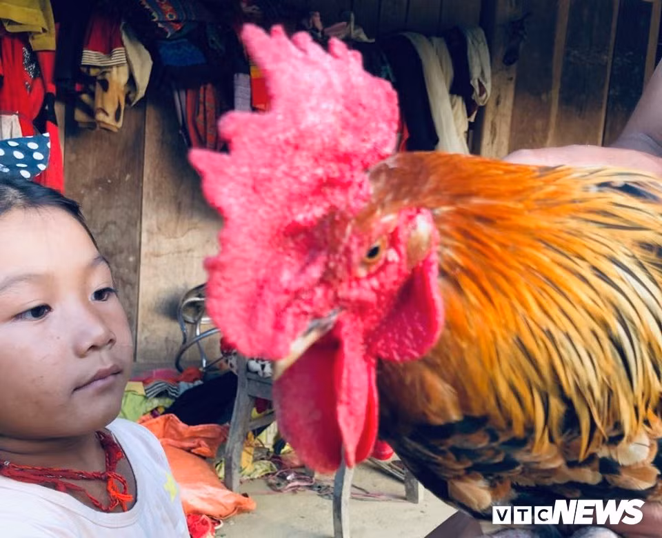 "Gà 9 cựa" biến đổi giới tính ở Sơn La với lời đồn "ma ám" - Hình 4 Cái mào đã biến thành gà đực rõ ràng.