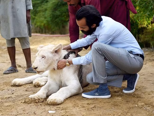 Theo người đàn ông này, có khoảng 300 con sư tử được nuôi khắp Karachi - một thành phố đông dân ở Pakistan.