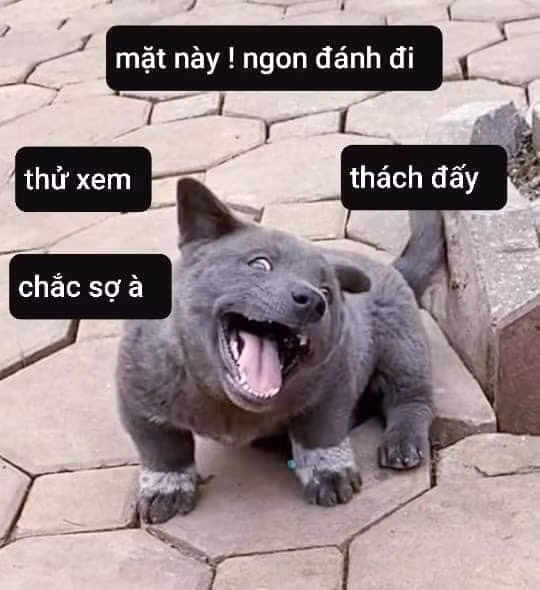 Vóc dáng bụ bẫm, bộ lông xám tro cùng biểu cảm "tấu hài" của chú chó chiếm được cảm tình của dân mạng. Dúi thuộc giống H’Mông cộc đuôi, được đánh giá là giống chó thông minh.