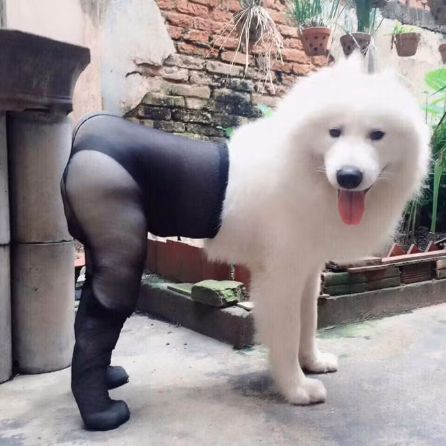 "Chân dài là của đại gia", boss trắng chân đến nách thì là của ai?