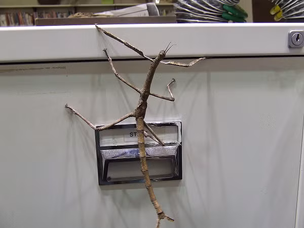 So với nhiều loài côn trùng khác, bọ que sở hữu kích thước tương đối lớn (dài từ 1-30 cm), một số loài có hình chiếc que, hình trụ nhưng một số khác lại có dạng phẳng, hình chiếc lá, có nhiều màu sắc khác nhau phụ thuộc vào môi trường sống (xanh lá, xám, nâu…).