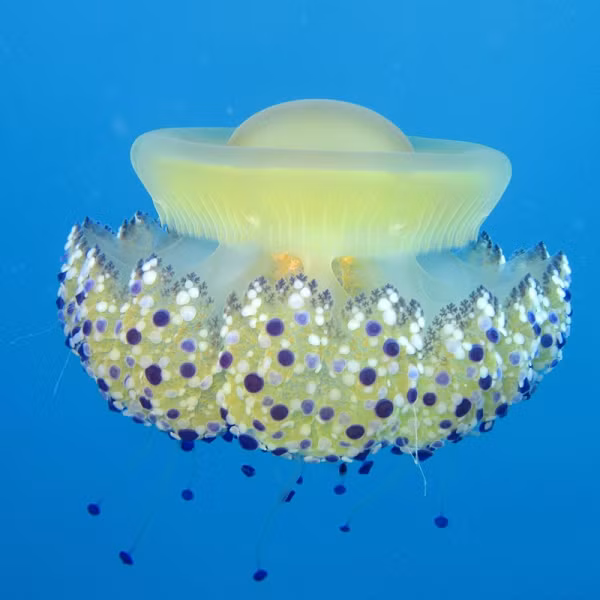  Sứa trứng rán (Fried Egg Jellyfish) có tên khoa học là cotylorhiza tuberculata. Để có thể tồn tại và phát triển, chúng thường chọn sinh sống ở những biển có nhiều ánh sáng mặt trời như biển Aegean hay Adriatic, tuy nhiên tập trung nhiều nhất và phổ biến nhất ở biển Địa Trung Hải.
