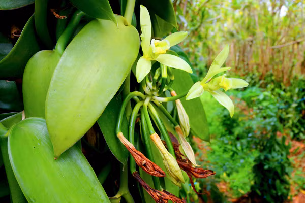 Vanilla tự nhiên là lớp tinh thể phủ trên bề mặt hạt của một loài phong lan cùng tên. Có thời gian sinh trưởng thuận lợi và điều kiện thu hoạch tốt hơn saffron nhưng quy trình vẫn khá tốn công.