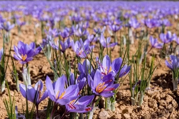 Hoa nghệ tây là loại cây có củ, thuộc họ Iridaceae, có chiều cao khoảng 15-20cm và hoa màu tím. Cây thường chỉ nở hoa từ tháng 10 đến tháng 11. Mỗi bông hoa nghệ tây chỉ có 3 nhụy, có mùi thơm và hương vị khác so với các loại hoa khác.