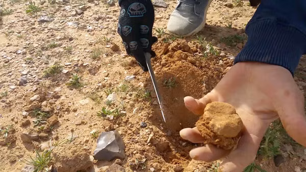 Nhiều người vẫn cho rằng truffles là một loại nấm, tuy nhiên có nhiều chuyên gia không đồng tình bởi vì dù thuộc họ Nấm (fungi), truffles có kết cấu khác hoàn toàn với những chiếc nấm bình thường.