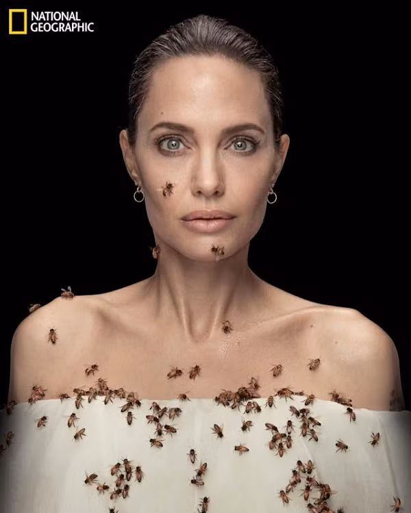 Vừa qua, nữ minh tinh Angelina Jolie đã xuất hiện vô cùng xinh đẹp trên tạp chí National Geographic với bộ ảnh chụp cùng bầy ong do nhiếp ảnh gia Dan Winters thực hiện.