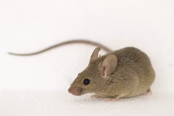 Chuột vô tình được các thủy thủ đưa tới đảo Gough thuộc Anh từ thế kỷ 19. Chúng thích nghi nhanh chóng với nguồn tài nguyên hạn chế trên hòn đảo rộng 91 km2 này bằng cách ăn thịt chim non và trứng.