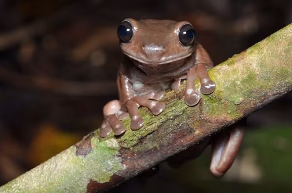 Được biết, Litoria mira là một loài ếch cây, điều đặc biệt nằm ở màu da của nó vì những con ếch cây thường được biết đến với làn da màu xanh lục.