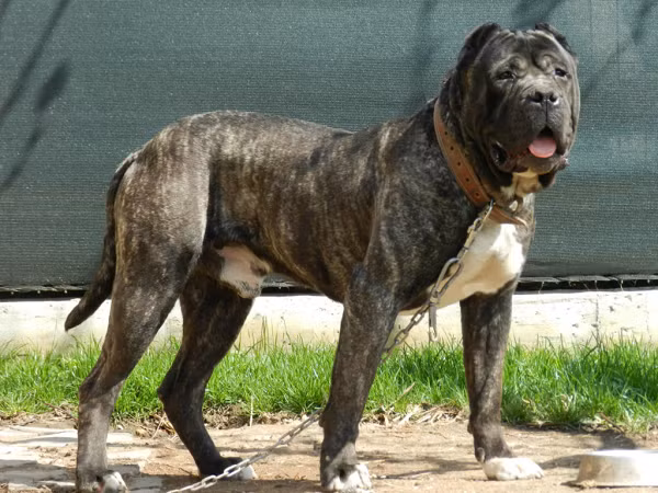 5.Chó Presa Canario là một giống chó rất trung thành, nhưng khi tấn công, các hành động của chúng rất bất ngờ và không thể đoán trước được. Ban đầu giống chó này được sử dụng để canh gác và bảo vệ gia súc hoặc đôi khi cũng được sử dụng trong các trận chọi chó.