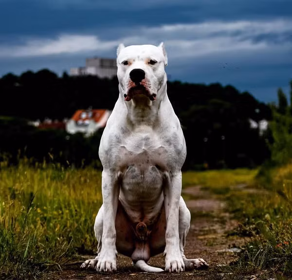3.Chó Dogo Argentino có khả năng săn các động vật hoang dã như lợn rừng và báo. Ban đầu chúng được lai tạo để sử dụng làm chó chiến đấu ở Argentina, nhưng cùng với việc trở thành "chiến binh", chúng cũng trở thành những thợ săn cừ khôi.