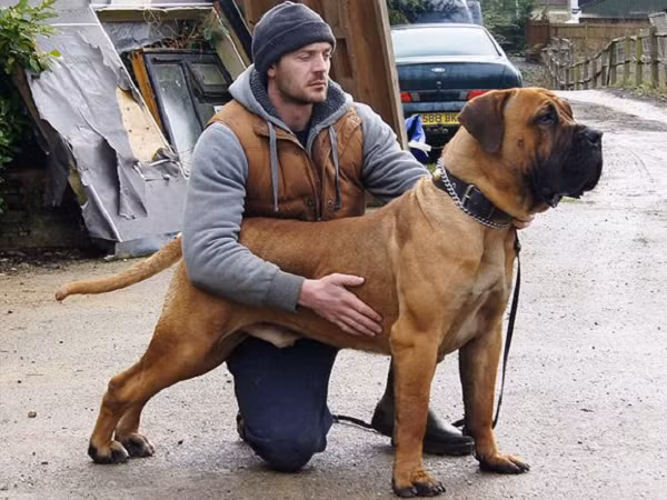 10. Chó Boerboel có nguồn gốc từ Nam Phi, chúng là một giống chó dũng cảm, không sợ hãi. Lý do tại sao chúng bị cấm ở một số quốc gia là chúng có những vết cắn cực kỳ nguy hiểm. Trong một số trường hợp, cú đớp của nó có thể làm rách cơ, gân của một người, thậm chí có thể nghiền nát xương.