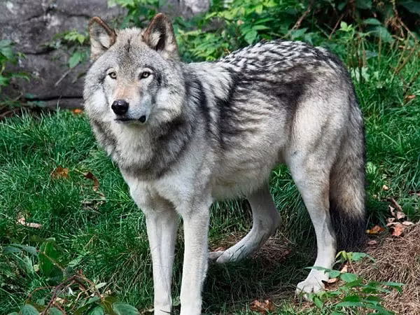 9. Wolfdog là sự lai tạo của chó nhà thuần chủng và chó sói hoang dã. Những con thú này có bản năng bảo vệ và có thể rất hoang dã với những hành vi không thể lường trước.