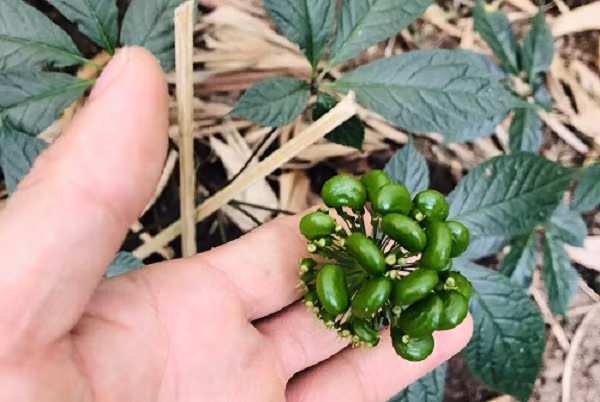 Những kết quả nghiên cứu dược lý thực nghiệm cho thấy sâm Ngọc Linh có tác dụng chống stress trầm cảm, kích thích hệ miễn dịch, chống oxy hóa, lão hóa, bảo vệ tế bào gan.