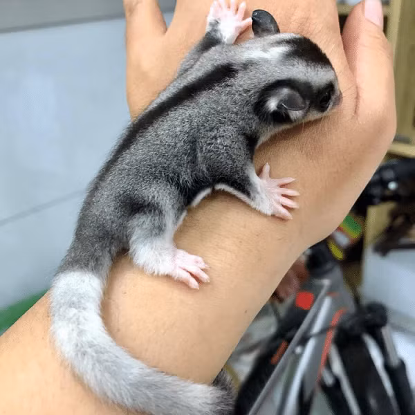 Trong điều kiện nuôi nhốt, chúng có thể ăn các loại thịt đã qua chế biến như thịt gà, tôm, cá, bò, trứng.