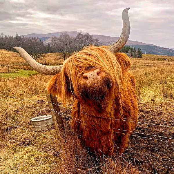 Bò cao nguyên Scotland là một lựa chọn tuyệt vời để chăn thả, tạo môi trường sống cho các loài khác ở những nơi đất gồ ghề. Chúng giẫm nát những khu vực cây cối rậm rạp, để hoa nở rộ, phân của chúng cung cấp phân bón tuyệt vời cho mặt đất.