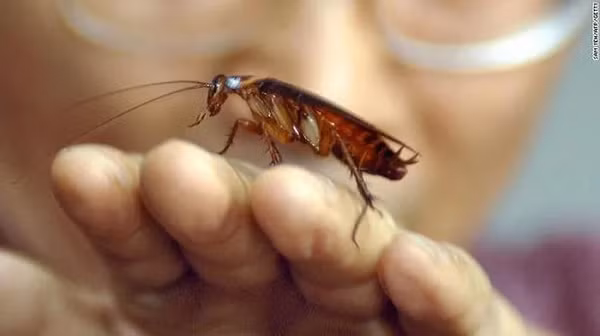 Một nghiên cứu tiến hành ở Nhật cho thấy gián có trí nhớ, cho phép chúng hình thành phản xạ có điều kiện và có thể huấn luyện chúng được nhờ sự phản xạ có điều kiện này.