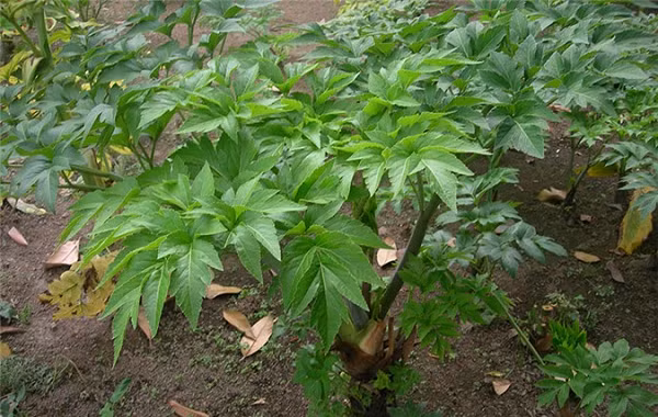 Cây Ashitaba là một loại cây lâu năm thuộc họ Apiaceae có nguồn gốc từ Nhật Bản. Đây là loại cây sinh trưởng nhanh, có sức sống mạnh mẽ. Chính vì thế có người nói rằng “Nếu hôm nay bạn hái lá Ashitaba thì ngày mai những chồi mới sẽ mọc ra ngay”.