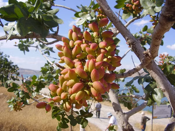 Hạt dẻ cười có hàm lượng cao các chất chống oxy hóa như vitamin A và E giúp cơ thể chống lại chứng viêm, bảo vệ mạch máu và làm giảm nguy cơ bị bệnh tim.