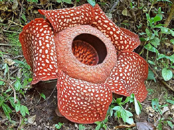 Hoa lily xác chết có đường kính lên tới gần 1 mét sở hữu siêu năng lực là sống ký sinh, phát triển từ gốc rễ của vật chủ.
