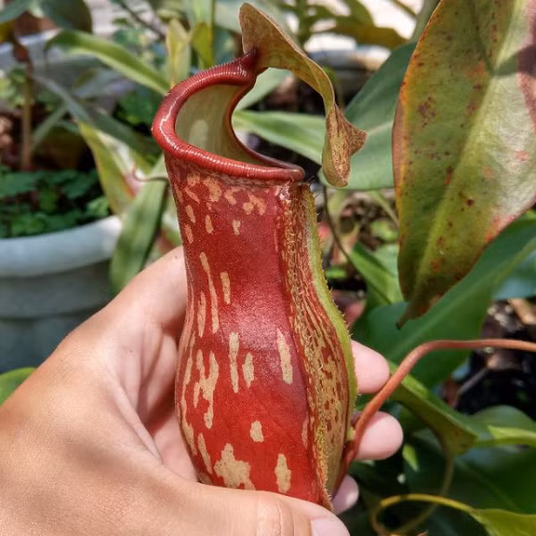Những chiếc lá hình ấm của Nepenthes đóng vai trò là những cái bẫy thụ động. Mật hoa được tiết ra từ nắp bẫy thu hút côn trùng, sau đó con mồi sẽ bị rơi vào một lớp chất lỏng ở phía dưới đáy hoa nắp ấm. Không thể trốn thoát, con mồi sẽ bị tiêu hóa bởi các enzyme của loài cây ăn thịt này.