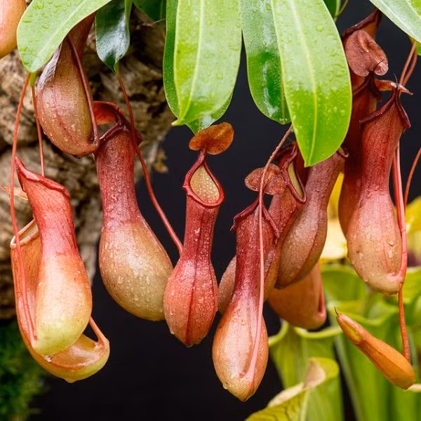 Cây nắp ấm thường mọc ở Madagascar, Đông Nam Á và Úc, là loài thực vật có khả năng "bắt" và tiêu hóa luôn côn trùng.