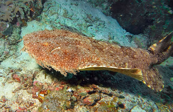 Loài cá có ngoại hình vô cùng kỳ lạ này thuộc họ Orectolobiformes Orectolobidae - Họ cá mập thảm. Chúng có chiều dài cơ thể trung bình lên đến 10 mét và trọng lượng tới 9 tấn.