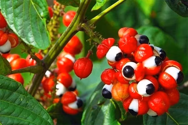 Guarana là một loại cây leo có nguồn gốc từ lưu vực sông Amazon, chúng được đánh giá cao nhờ những lợi ích từ quả của nó, tên khoa học là Paullinia cupana.