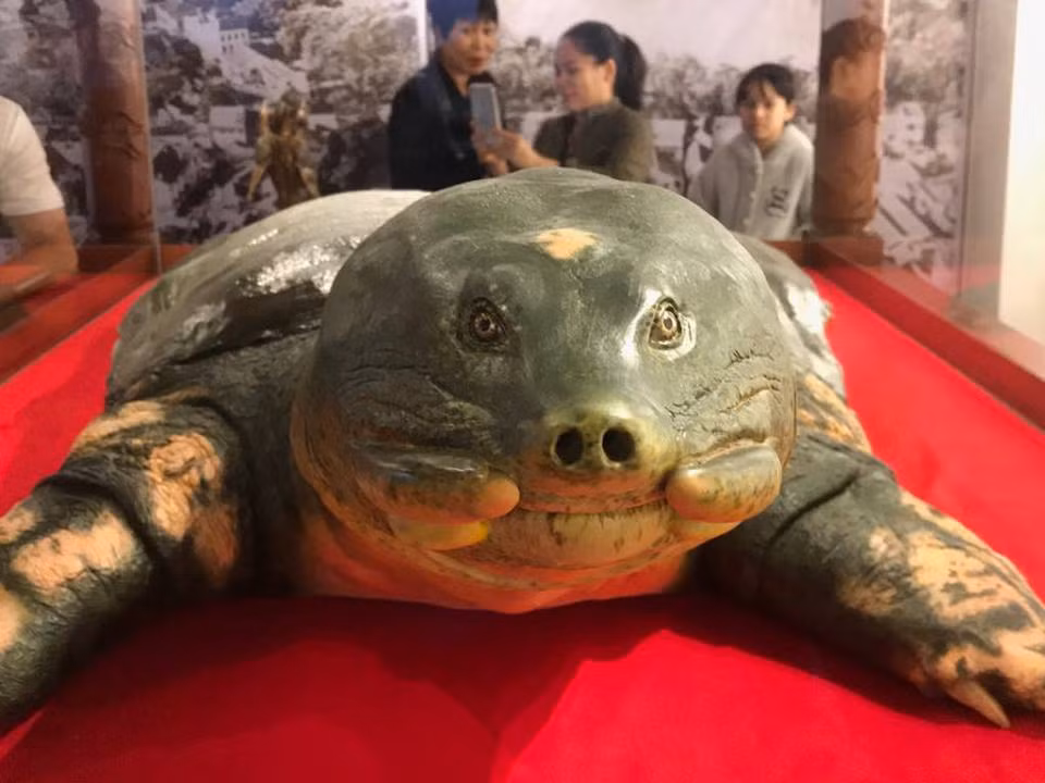 Phần đầu tiêu bản cụ rùa.
