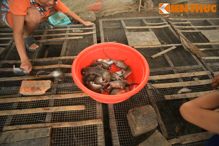 Đầu tiên, chuột bị tóm đuôi lôi ra khỏi lồng và "hóa kiếp" chỉ bằng một cú đập gọn ghẽ vào thớt gạch.