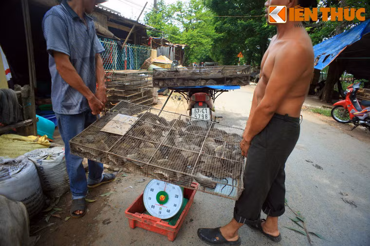 Cảnh tượng quen thuộc dọc theo con đường chính của ấp Bình Chiến vào mỗi buổi sáng là vô số những chiếc lồng sắt lúc nhúc chuột, được thu gom từ nhiều miền quê của đồng bằng sông Cửu Long. Theo ước tích, khoảng 1/3 trong số 600 hộ dân ở ấp sống bằng nghề làm thịt chuột.