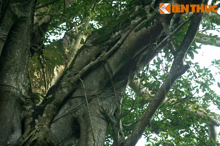 Khi chạm tới mặt đất, những chiếc rễ này sẽ phát triển thành thân cây thực thụ. Chúng sẽ ăn sâu vào đất và vươn lên nhanh chóng, đan vào xen nhau như một mạng lưới với hàng trăm chiếc rễ siết chặt thân cây chủ. Theo thời gian, các tán lá của đa bóp cổ sẽ chiếm hết nguồn ánh sáng, dẫn đến cái chết của thân cây chủ...