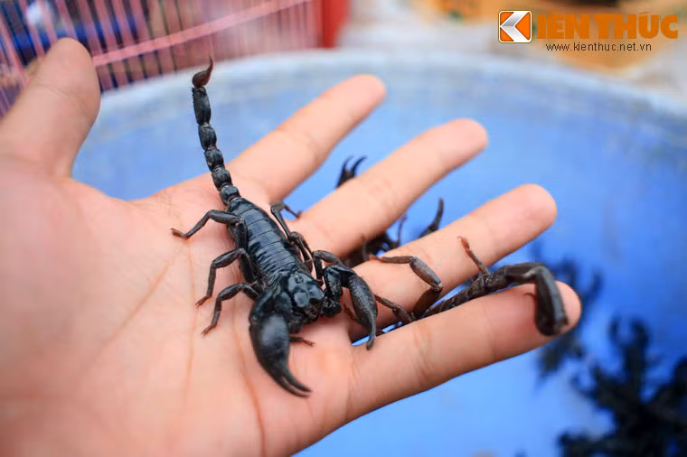 Các tiểu tương cho khách "đùa giỡn" với các mặt hàng vô tư.