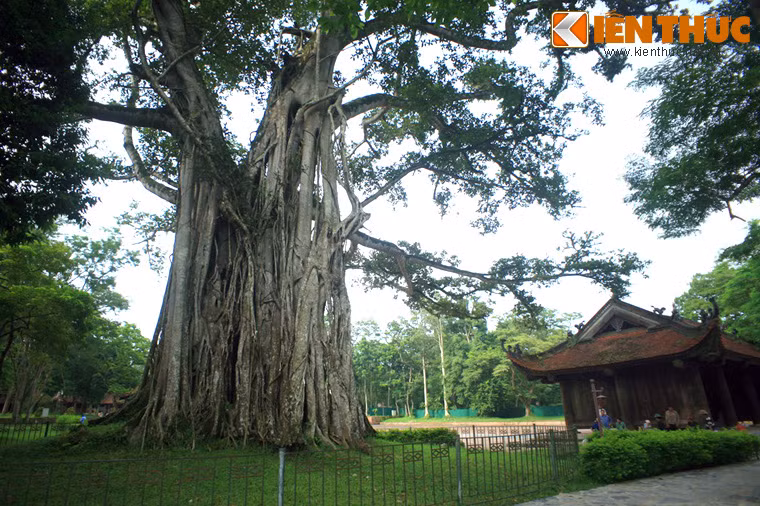 Cây đa cổ thụ ở Cố đô Lam Kinh, Thanh Hóa. Cũng do quan niệm "cây đa có thần" này mà người xưa chủ ý trồng cây đa ở các địa điểm tâm linh, vừa để tạo cảnh quan, vừa để quỷ thần ngụ trong cây được chế ngự trong một không gian thiêng liêng.