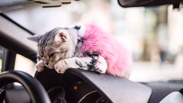 Torako tận hưởng cảm giác ngồi trước vô-lăng và tỏ ra rất thuần thục khi chiếc xe chạy quanh đường đua Fuji Speedway. Nguồn ảnh: Jalopnik.