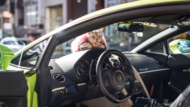 Hajime-san (Nhật Bản) sở hữu siêu xe Lamborghini Gallardo LP550-2 Valentino Balbon, đồng hành cùng anh trên suốt chặng đường là chú mèo Torako tuyệt đẹp.