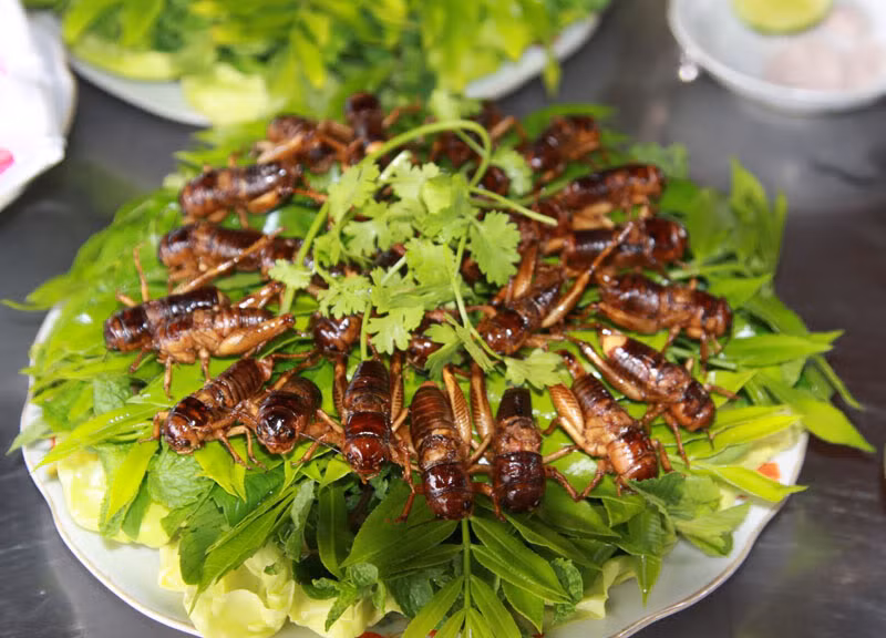 Dế chiên: Người ta thường ví vị ngon của dế giống như tôm sú, tôm hùm trên cạn vì không chỉ ngon mà còn có thể chữa được các bệnh đau nhức xương khớp, béo phì… Ảnh: Vietnam original travel.