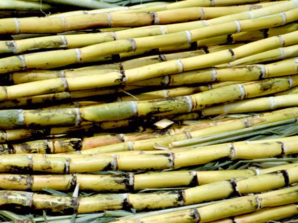 Mía chứa flavones được cho là để ngăn chặn sự phát triển của tế bào ung thư. Một số nghiên cứu cho rằng nước ép mía có thể hạn chế sự lây lan của ung thư vú và ung thư tiền liệt tuyến. Vì thế, mùa hè uống nước mía thường xuyên là lựa chọn tuyệt vời để phát huy những giá trị tốt nhất từ cây mía tươi.