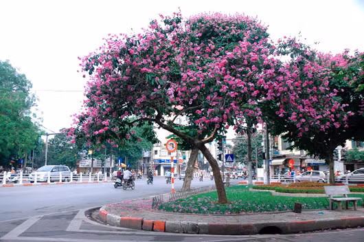 Vỏ bằng lăng trị các bệnh: Hắc lào, bỏng, tiêu chảy, kiết lị… Ảnh: Báo mới.