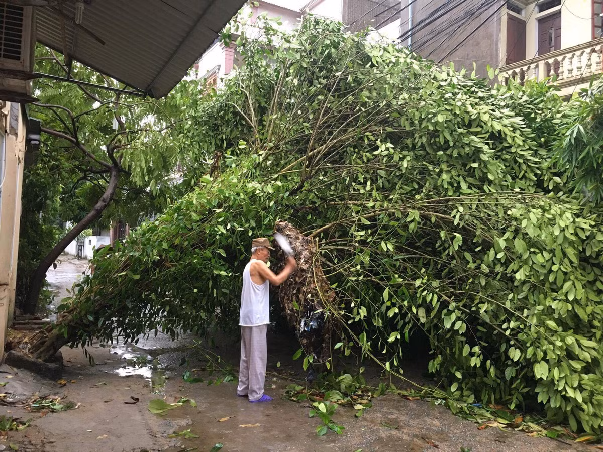 Thiet hai ban dau do bao so 2 tai Nghe An, Ha Tinh-Hinh-4
