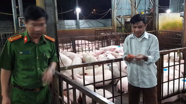Heo ngủ li bì sau khi bị tiêm thuốc an thần. Nguồn ảnh: Tuổi Trẻ
