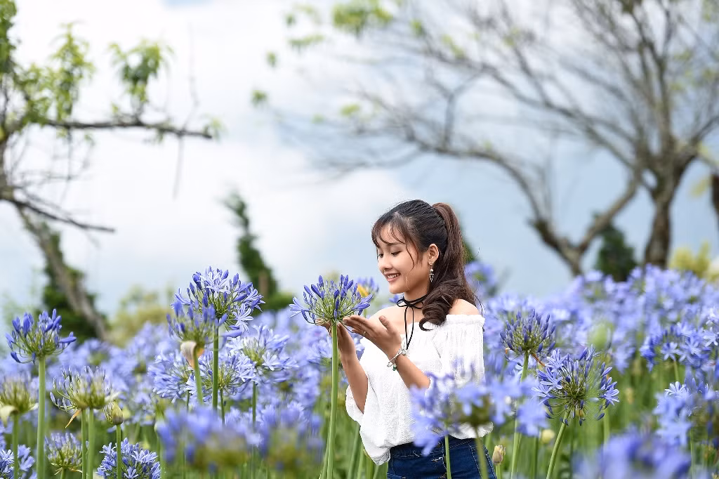 Thanh anh khiến du khách mê mẩn. Giống hoa vốn chỉ sống ở nơi xứ lạnh, lên Fansipan cứ tốt bời bởi, cho hoa tím biếc hơn, bông to hơn, với đường kính có bông lên tới 20cm.