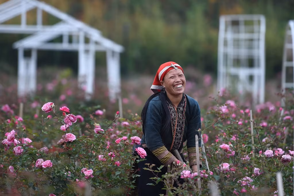 Trò chuyện với những người chăm sóc hoa tại khu du lịch, chúng tôi được biết nơi đây có khoảng 1000 gốc hồng từ 50 loại được quy tụ, vun trồng. Ngoài hồng cổ, Hồng leo đỏ, Hồng rừng, Hồng đỏ cánh đơn, Hồng Tầm Xuân trắng, còn có Hồng nhung cổ, Hồng Vân Khôi, Hồng Bạch Ho, Hồng điều…