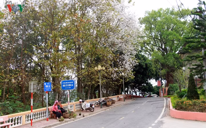 Đường Thanh niên trên đồi Khau Cả ngập tràn sắc trắng.