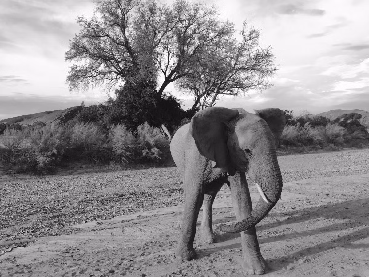 Ảnh chụp một con voi ở bờ biển Skeleton, Namibia của phó nháy Jen B.