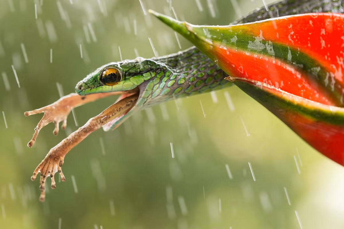 Ảnh chụp ấn tượng một con rắn đang nuốt chửng con ếch ở gần núi lửa Arenal ở Costa Rica của nhiếp ảnh gia Nicolas Reusens lọt vào vòng chung kết ở hạng mục Thế giới thiên nhiên.