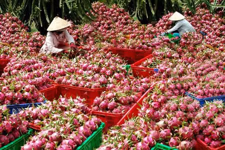  Thanh long: Sau dưa hấu, thanh long cũng là loại quả Việt Nam không bao giờ phải nhập khẩu vì sản lượng thanh long của Việt Nam không những cung cấp đủ cho thị trường trong nước mà còn xuất khẩu đi một số nước trên thế giới với khối lượng lên đến 1,1 triệu tấn mỗi năm.