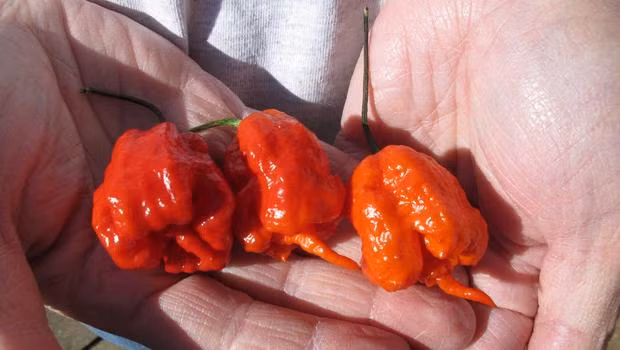  10. Món ăn cay nhất thế giới: Ớt Infinity có vị cay lên tới 1.067.286 độ Scoville (Độ cay Scoville biểu thị mức cay của ớt do nhà hóa học người Mỹ Wilbur Scoville đề xuất năm 1912). Những ai ăn phải loại ớt này đều phải nhập viện vì phồng rộp, cháy khoang miệng.