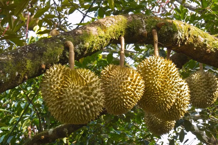  3. Món ăn có mùi hương đặc biệt nhất: Sầu riêng – một loại trái cây đặc trưng của miền Nam Bộ, Việt Nam. Nhiều người phải lắc đầu trước hương vị đặc trưng của nó, nhưng nếu thực sự đã biết ăn loại trái cây này sẽ thấy nó ngon tuyệt và dường như bạn không thể ngừng ăn khi đã thử miếng đầu tiên.