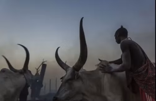 Người đàn ông bôi tro lên những con bò để bảo vệ chúng khỏi côn trùng vào ban đêm.